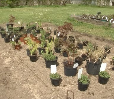 Plant staudene Plant staudene